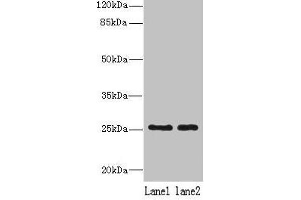 NDFIP1 antibody  (AA 2-116)