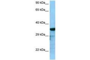 Image no. 1 for anti-Regulator of G-Protein Signaling 4 (RGS4) (C-Term) antibody (ABIN6748253) (RGS4 antibody  (C-Term))