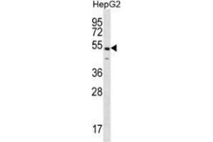 Western blot analysis in HepG2 cell line lysates (35ug/lane) using NKAP  Antibody (C-term). (NKAP antibody  (C-Term))