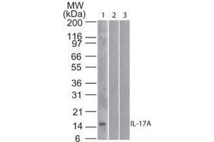 Image no. 1 for anti-Interleukin 17A (IL17A) antibody (Biotin) (ABIN1102460) (Interleukin 17a antibody  (Biotin))