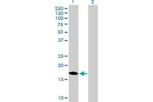Western Blot analysis of DUX3 expression in transfected 293T cell line by DUX3 MaxPab polyclonal antibody.