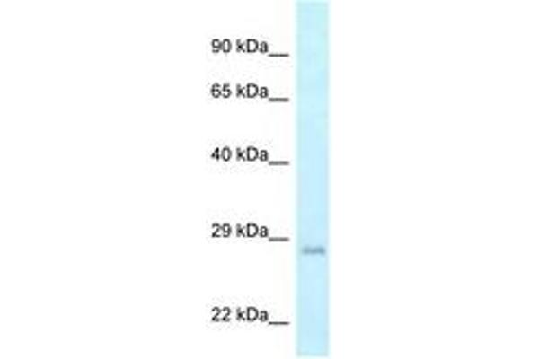 GADD45GIP1 antibody  (AA 102-151)