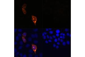 Immunofluorescence analysis of HeLa cells transfected with C (upper left) and untreated HeLa cells (upper right) using C Rabbit pAb (red, ABIN7266523) at dilution of 1:100. (CRISPR-Cas9 antibody)