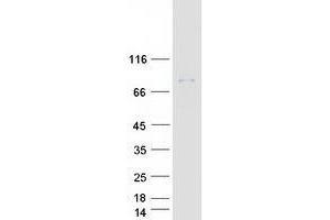ZER1 Protein (Myc-DYKDDDDK Tag)