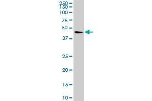 NCK1 MaxPab polyclonal antibody. (NCK1 antibody  (AA 1-377))