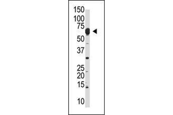 NUB1 antibody  (N-Term)