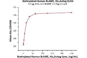Immobilized Human BLAME, His Tag at 2 μg/mL (100 μL/well) can bind Biotinylated Human BLAME, His,Avitag (ABIN6972956) with a linear range of 1-31 ng/mL (QC tested).