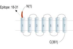 G Protein-Coupled Receptor 183 (GPR183) peptide