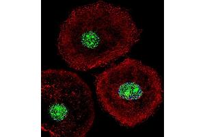 Fluorescent confocal image of MCF-7 cell stained with HNRB Antibody (N-term) (ABIN651713 and ABIN2840371). (HNRNPAB antibody  (N-Term))