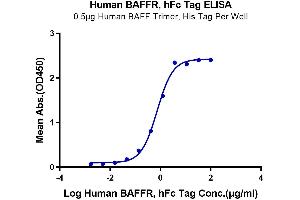Immobilized Human BAFF Trimer, His Tag at 0. (TNFRSF13C Protein (AA 7-71) (Fc Tag))