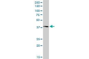 ANXA10 MaxPab rabbit polyclonal antibody. (Annexin a10 antibody  (AA 1-324))