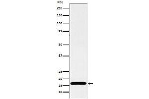 Western blot analysis of COX IV expression in HepG2 cell lysate. (Recombinant COX IV antibody)