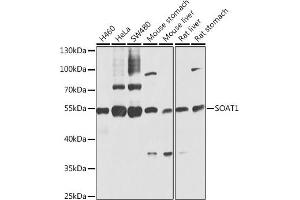 Western blot analysis of extracts of various cell lines, using SO antibody (ABIN6129624, ABIN6148259, ABIN6148260 and ABIN6221917) at 1:1000 dilution. (SOAT1 antibody  (AA 1-130))
