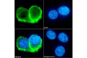 Immunofluorescence staining of fixed RAW264. (Recombinant IL-10RA antibody  (Extracellular Domain))