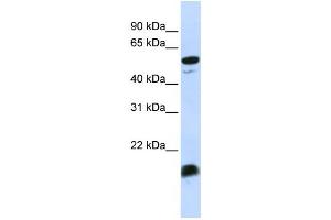 Western Blotting (WB) image for anti-Complement Component 4 Binding Protein, alpha (C4BPA) antibody (ABIN2458584) (C4BPA antibody)