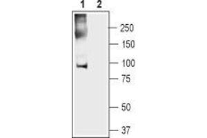 Western blot analysis of mouse heart lysate: - 1. (Anoctamin 5 antibody  (2nd Cytoplasmic Loop))