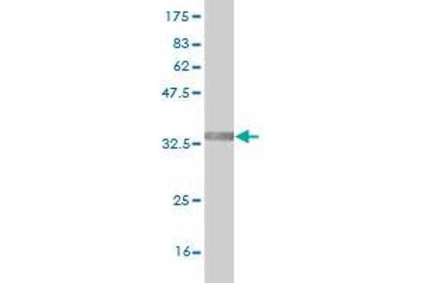 TRIM49 antibody  (AA 251-340)