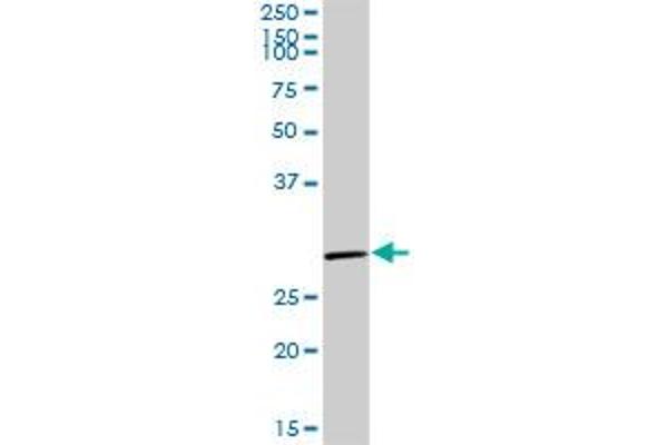 EGFL7 antibody  (AA 1-273)