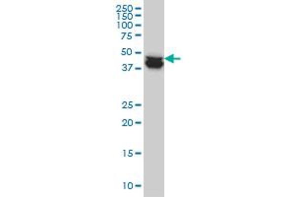 COPS3 antibody  (AA 324-422)