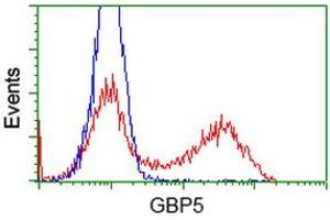 HEK293T cells transfected with either RC206627 overexpress plasmid (Red) or empty vector control plasmid (Blue) were immunostained by anti-GBP5 antibody (ABIN2454091), and then analyzed by flow cytometry. (GBP5 antibody)