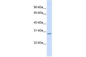 SCRT2 antibody used at 0.