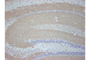 Immunostaining of paraffin embedded sections from mouse brain (dilution 1 : 500). (SV2B antibody  (AA 2-17))