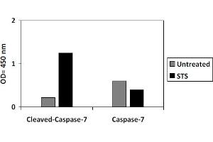 HeLa cells were treated or untreated with STS. (Caspase 7 ELISA Kit)