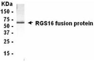 Western Blotting (WB) image for anti-Regulator of G-Protein Signaling 16 (RGS16) (AA 130-202) antibody (ABIN2467880)