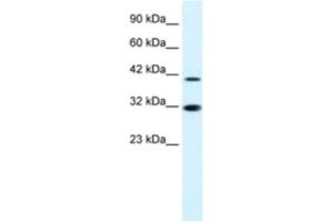 Western Blotting (WB) image for anti-Interferon Regulatory Factor 2 (IRF2) antibody (ABIN2463787) (IRF2 antibody)