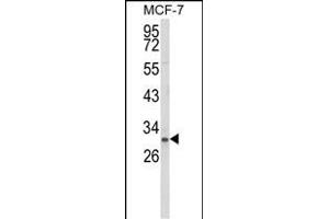 Western blot analysis of NKX3-1 Antibody (Center) (ABIN652945 and ABIN2842604) in MCF-7 cell line lysates (35 μg/lane). (NKX3-1 antibody  (AA 118-145))