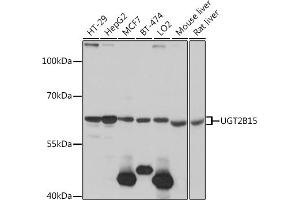 Western blot analysis of extracts of various cell lines, using UGT2B15 antibody (ABIN7271194) at 1:1000 dilution.