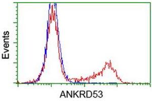 Image no. 3 for anti-Ankyrin Repeat Domain 53 (ANKRD53) (AA 1-300) antibody (ABIN1490720) (ANKRD53 antibody  (AA 1-300))