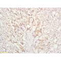 anti-BCL2-Associated Agonist of Cell Death (BAD) (AA 101-204) antibody