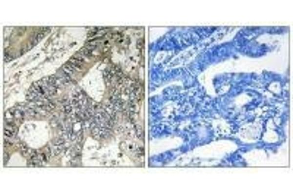 GUF1 antibody