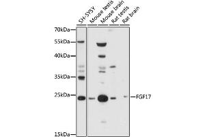 Western blot analysis of extracts of various cell lines, using FGF17 antibody (ABIN7267183) at 1:1000 dilution. (FGF17 antibody  (AA 23-180))