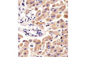 Immunohistochemistry (Paraffin-embedded Sections) (IHC (p)) image for anti-alpha-2-HS-Glycoprotein (AHSG) (AA 247-276), (C-Term) antibody (ABIN654065)