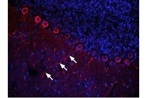 Expression of CXCR4 in rat cerebellumImmunohistochemical staining of rat cerebellum frozen section using Anti-CXCR4 (extracellular) Antibody (ABIN7043040, ABIN7044166 and ABIN7044167), (1:100). (Chemokine (C-X-C Motif) Receptor 4 (CXCR4) Peptide)