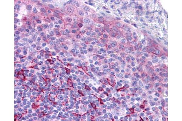 GPR171 antibody  (Extracellular Domain)