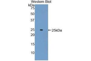 Western Blotting (WB) image for anti-Adenylate Cyclase 6 (ADCY6) (AA 314-501) antibody (ABIN1857911) (ADCY6 antibody  (AA 314-501))