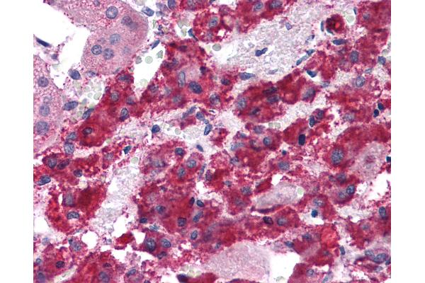 LYRM2 antibody  (C-Term)