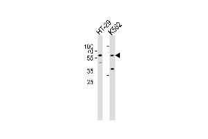 Western blot analysis of lysates from HT-29, K562 cell line (from left to right), using RIPK3 Antibody Center (ABIN391273 and ABIN2841323).