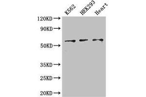 Western Blot Positive WB detected in: K562 whole cell lysate, HEK293 whole cell lysate, Mouse heart tissue All lanes: ZRSR2 antibody at 3 μg/mL Secondary Goat polyclonal to rabbit IgG at 1/50000 dilution Predicted band size: 59 kDa Observed band size: 59 kDa (ZRSR2 antibody  (AA 191-372))