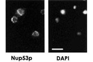 Immunofluorescence showing Nup53p polyclonal antibody  on yeast.