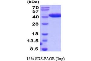 SDS-PAGE (SDS) image for Chitinase 3-Like 2 (CHI3L2) (AA 27-390) protein (His tag) (ABIN5778638) (CHI3L2 Protein (AA 27-390) (His tag))