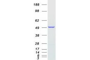NDUFAF7 Protein (Transcript Variant 1) (Myc-DYKDDDDK Tag)