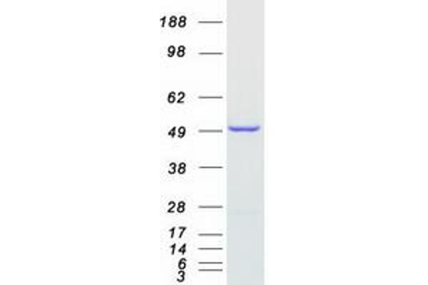 NDUFAF7 Protein (Transcript Variant 1) (Myc-DYKDDDDK Tag)