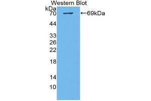 Western blot analysis of the recombinant protein. (KIAA1524 antibody  (AA 230-560))