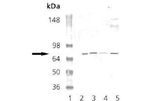 Western Blot Analysis for AP22885PU-N Lane 1: MWM Lane 2: Mouse Brain Tissue Extract Lane 3: Rat Brain Tissue Extract Lane 4: EKS4 Cell Lysate Lane 5: H S67 Cell Lysate probed with PKG polyclonal antibody. (PRKG1 antibody)