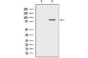 anti-Bardet-Biedl Syndrome 10 (BBS10) (Internal Region) antibody
