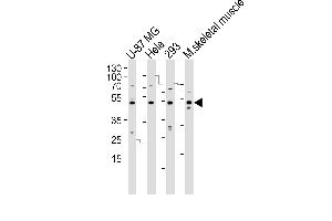 Western blot analysis of lysates from U-87 MG, Hela, 293 cell line and mouse skeletal muscle tissue lysate(from left to right), using SARS2 Antibody (N-term) (ABIN392300 and ABIN2841954). (SARS2 antibody  (N-Term))